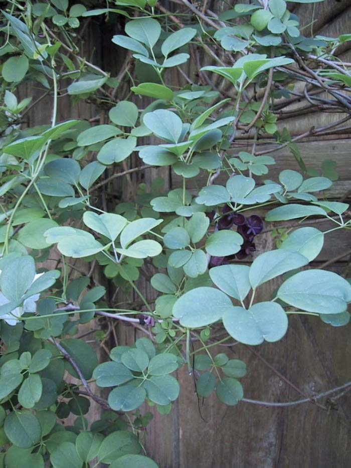 Plant photo of: Akebia quinata