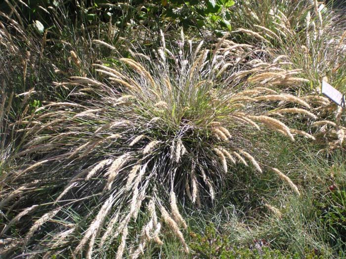 Plant photo of: Calamagrostis foliosa