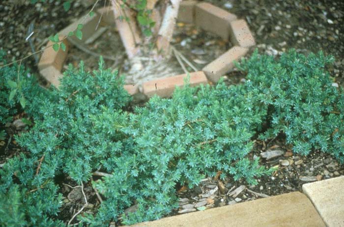 Juniperus rigida conferta 'Blue Pacific'