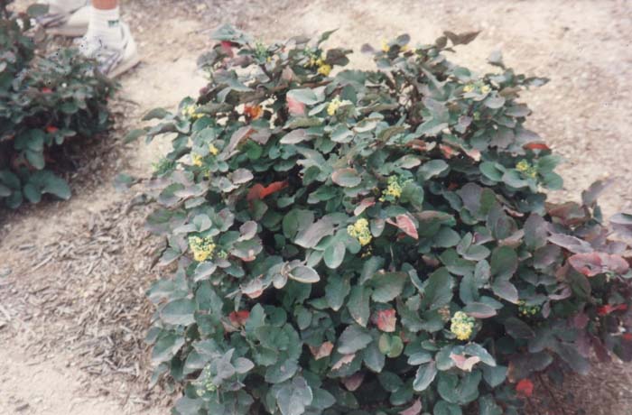 Plant photo of: Berberis repens