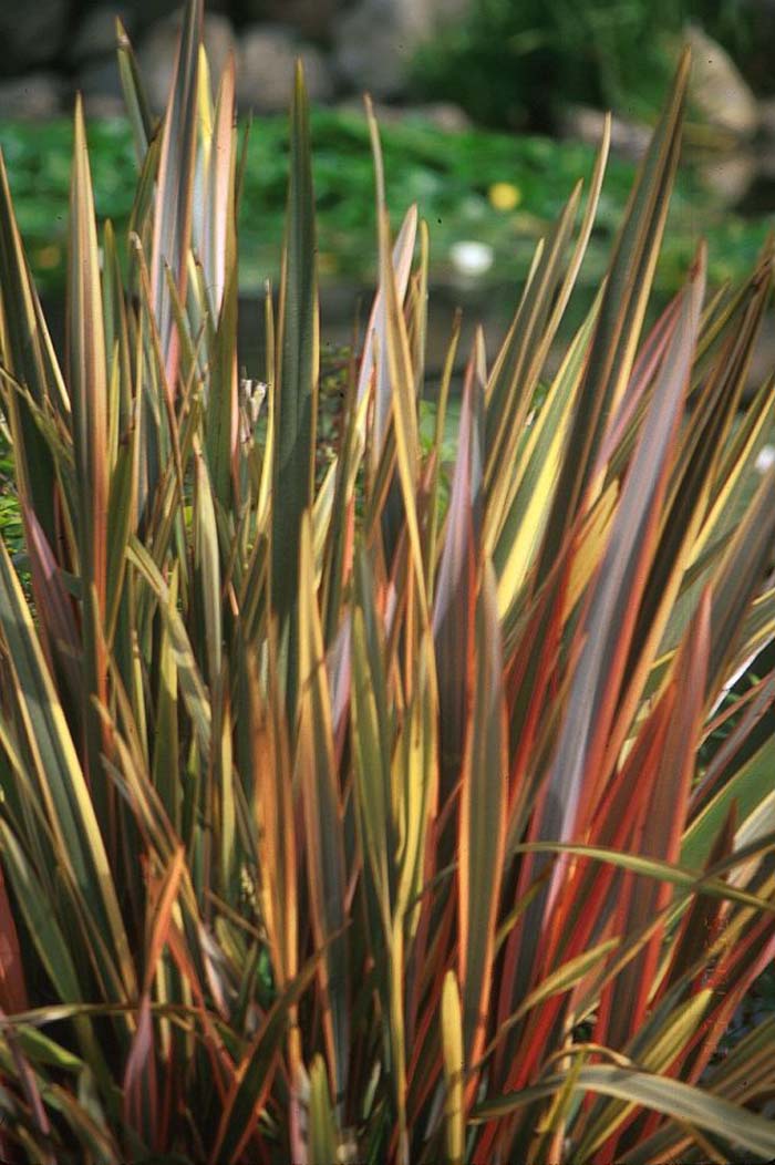 Plant photo of: Phormium 'Rainbow Warrior'