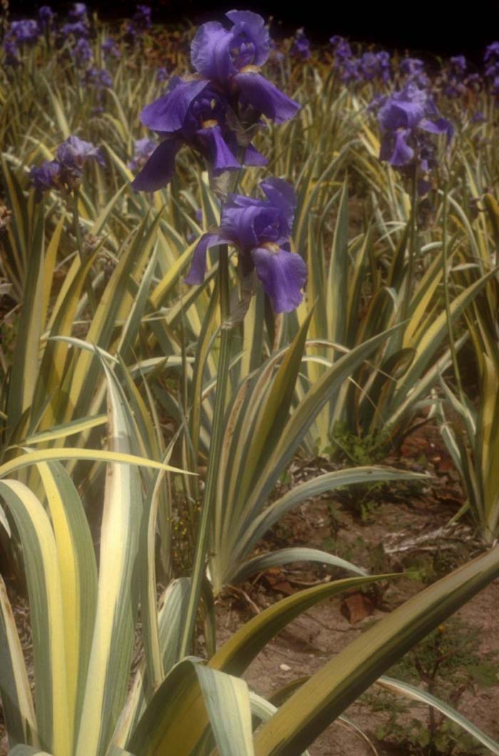 Zebra Iris, Orris Perfume Iris