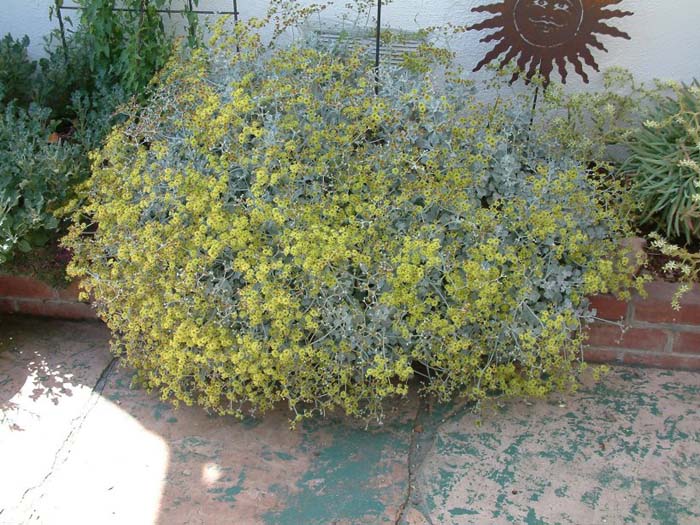 Plant photo of: Eriogonum crocatum