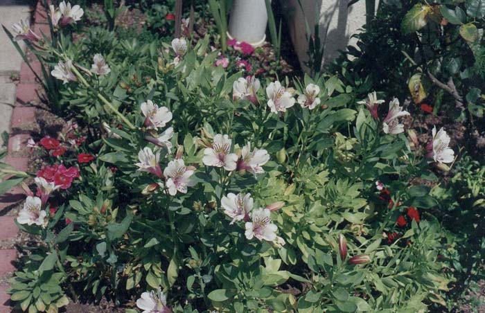 Plant photo of: Alstroemaria Ligtu hybrids