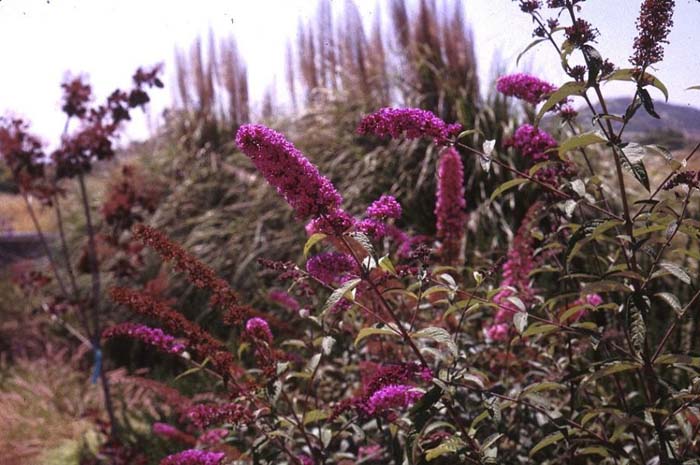 Butterfly Bush, Summer-Lilac