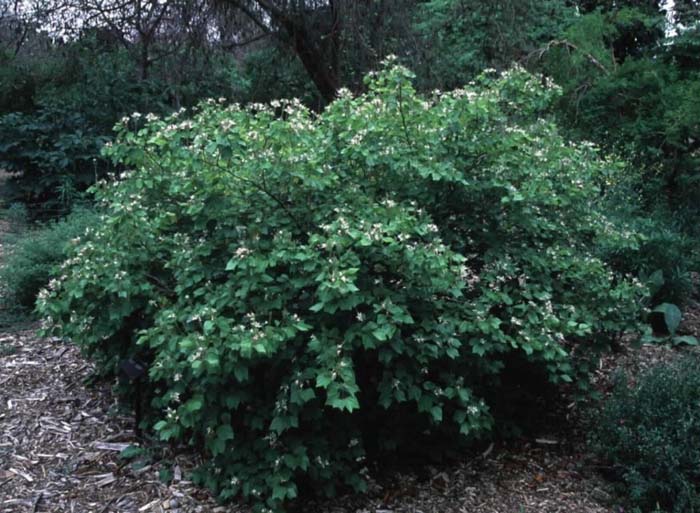 Plant photo of: Bauhinia mexicana