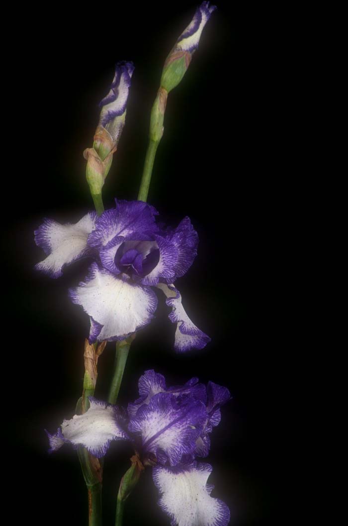 Blue Staccato Bearded Iris
