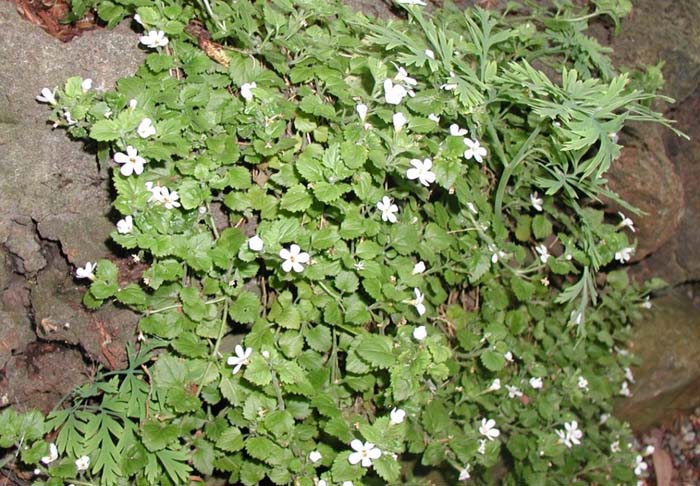 Plant photo of: Sutera cordata
