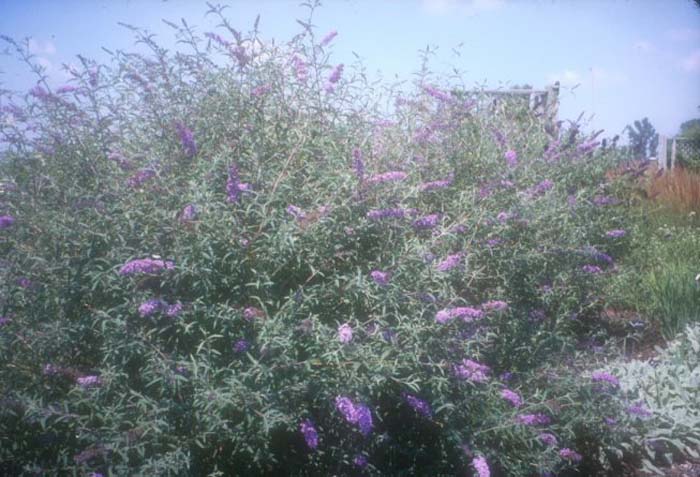 Plant photo of: Buddleja davidii nanhoensis