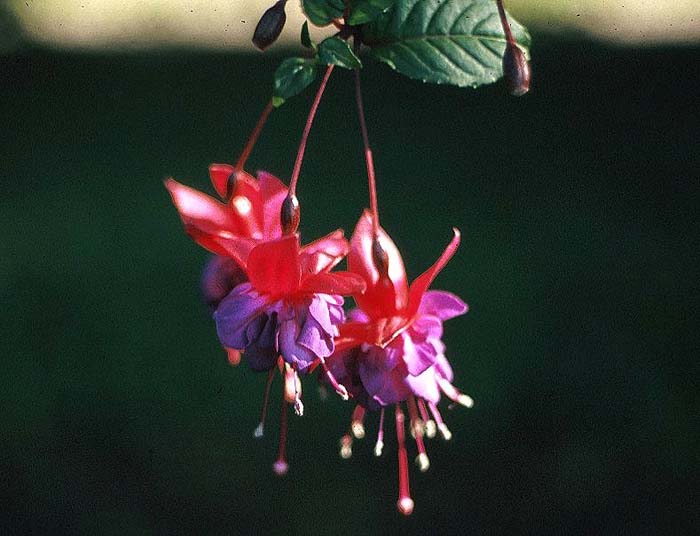Plant photo of: Fuchsia X hybrida