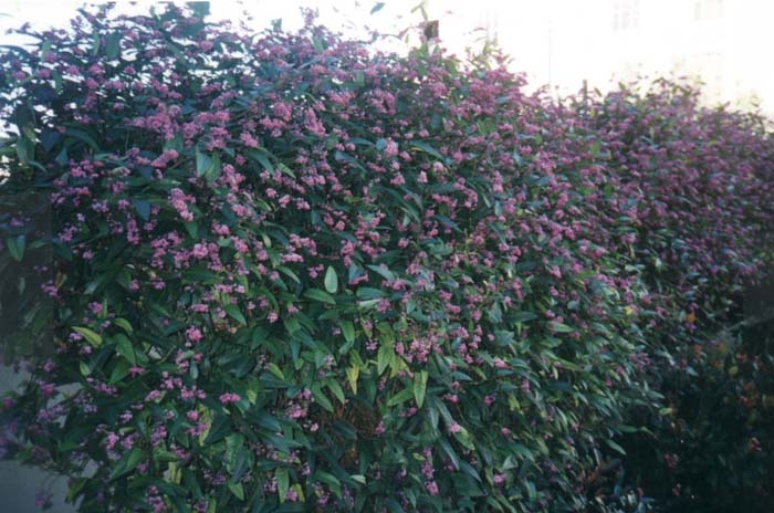 Plant photo of: Hardenbergia violacea 'Rosea'