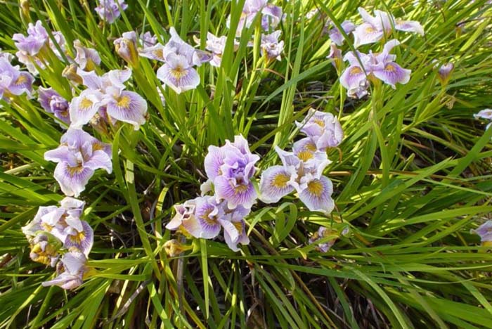 Iris Pacific Coast Hybrid 'Purple and Wh