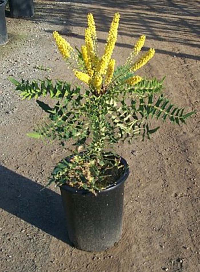 Berberis lomariifolia