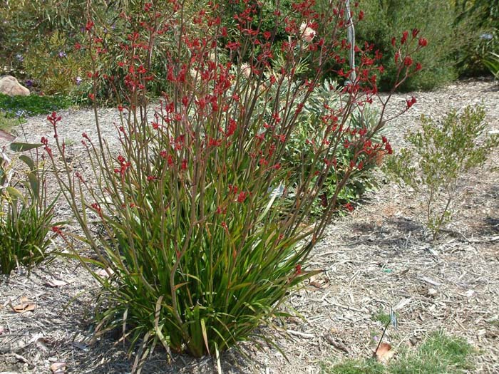 Plant photo of: Anigozanthos hybrids