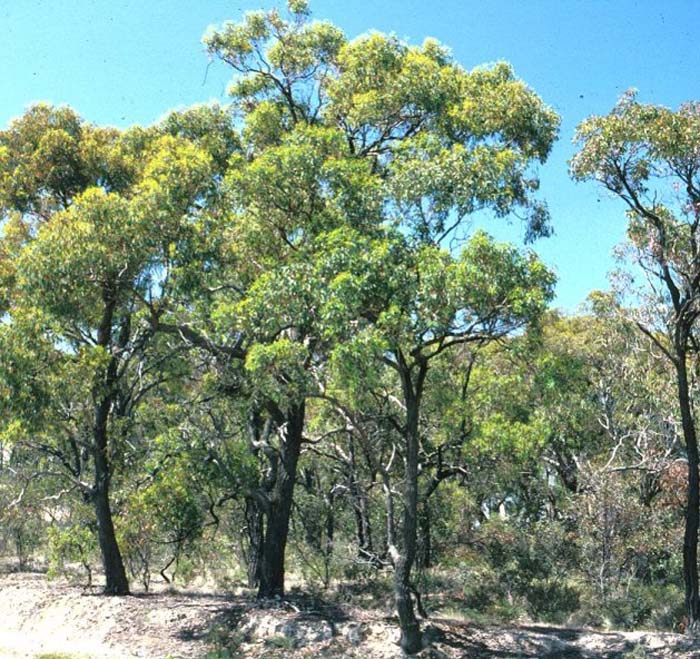 Plant photo of: Eucalyptus sideroxylon