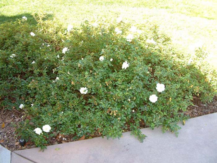 Rosa Ground Cover varieties