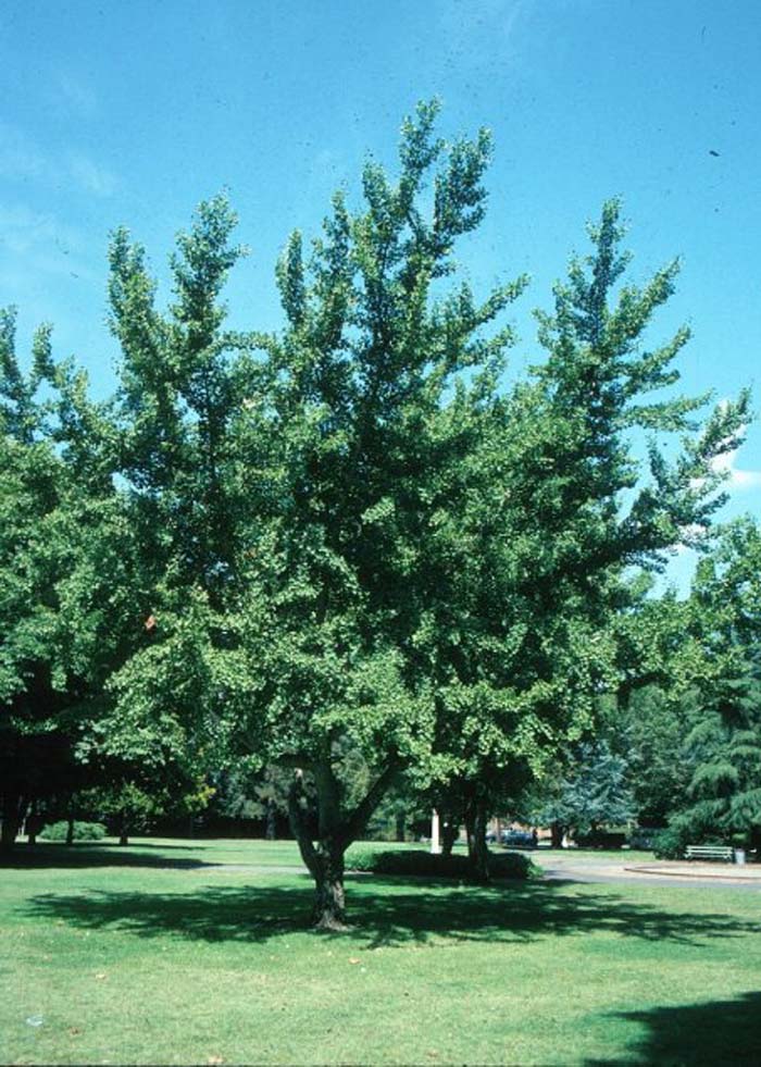 Ginkgo Tree, Maidenhair Tree