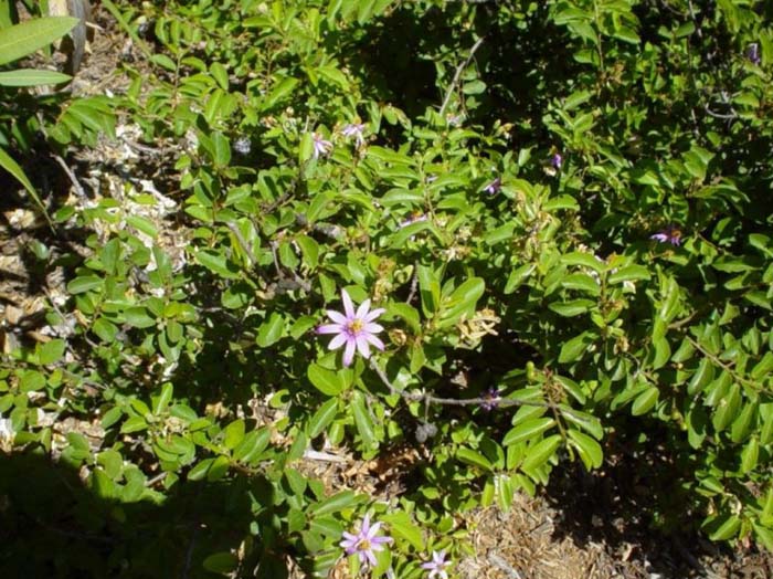 Plant photo of: Grewia occidentalis