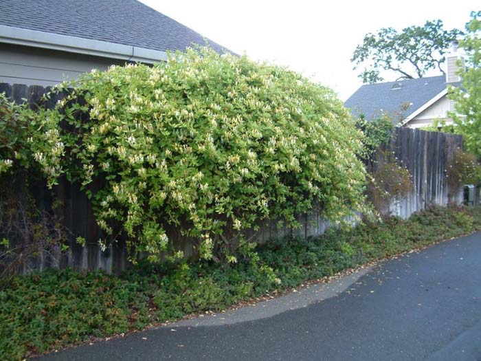 Plant photo of: Lonicera japonica 'Halliana'
