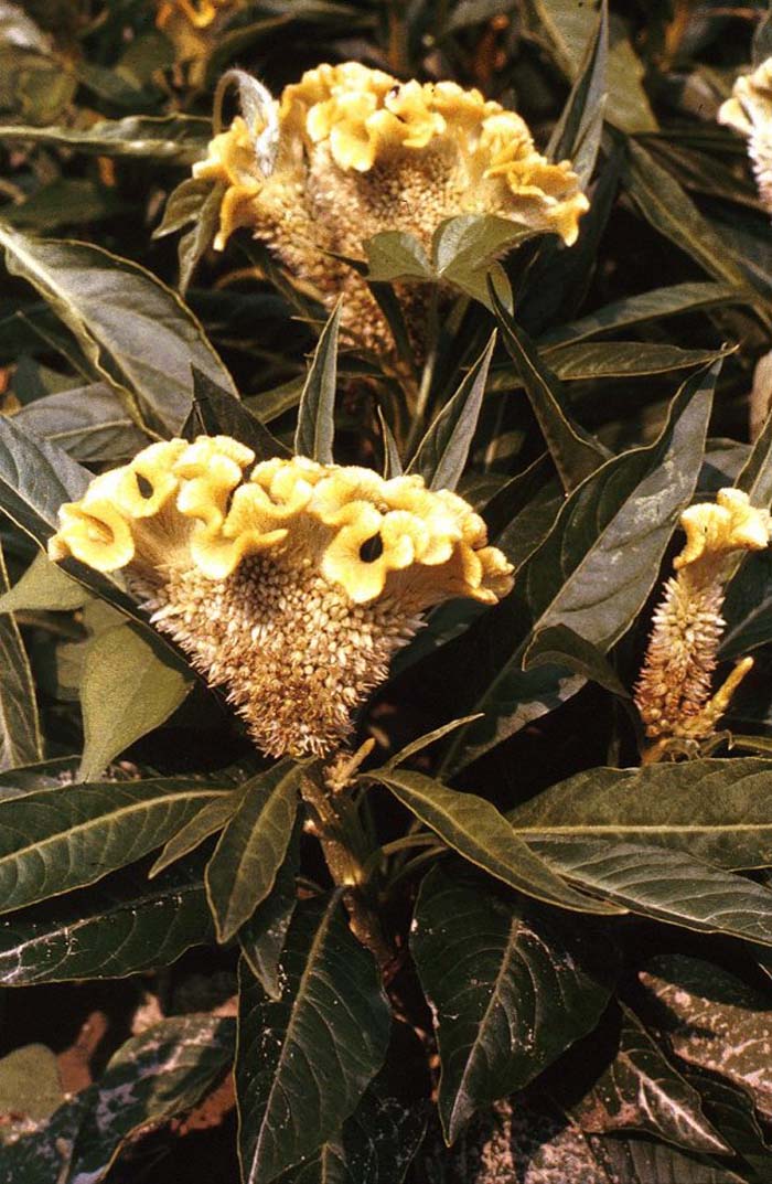Plant photo of: Celosia argentea cristata