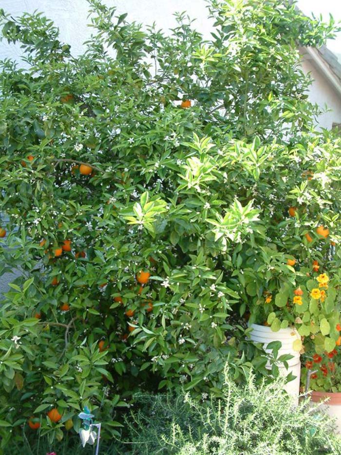 Sweet Orange cultivars