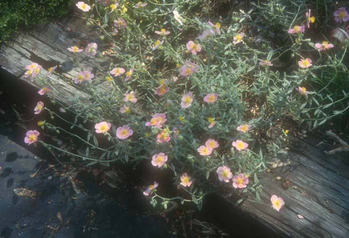 Plant photo of: Helianthemum nummularium 'Wisley Pink'