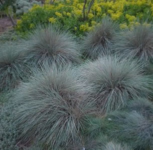 Ornamental Grasses & Clumping Plants