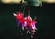 Fuchsia Hybrids