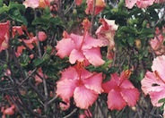 Tropical Hibiscus, Rose of China